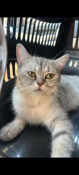 British Shorthair, Kedi  Balkız fotoğrafı