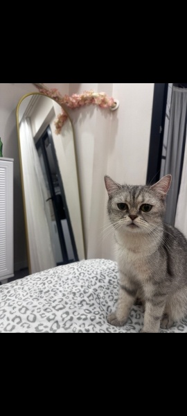 British Shorthair, Kedi  Balkız fotoğrafı