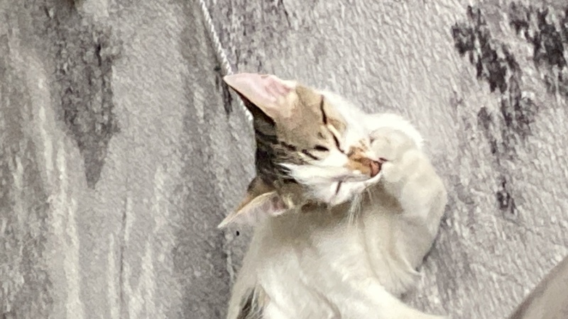 Tekir Kedi, Kedi Lokiçan fotoğrafı