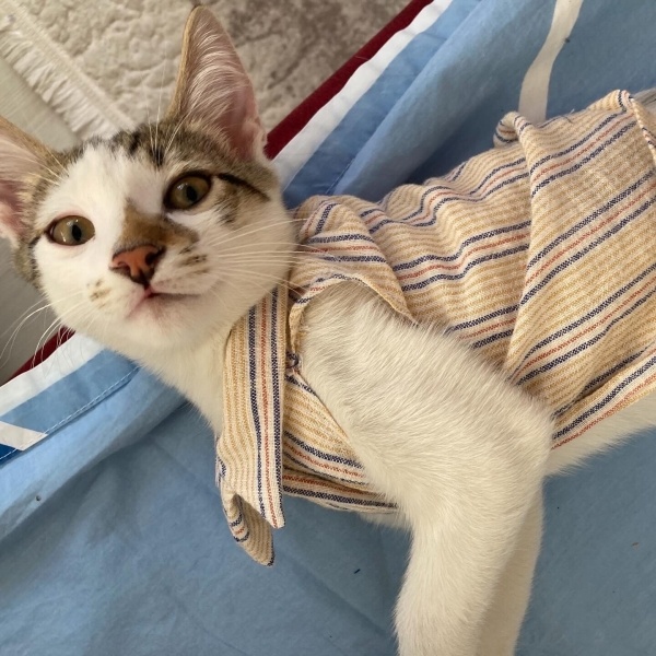 Tekir Kedi, Kedi Lokiçan fotoğrafı