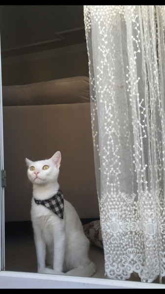 Ankara Kedisi, Kedi  Pamuk fotoğrafı