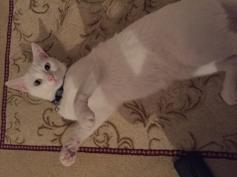 Ankara Kedisi, Kedi  Pamuk fotoğrafı