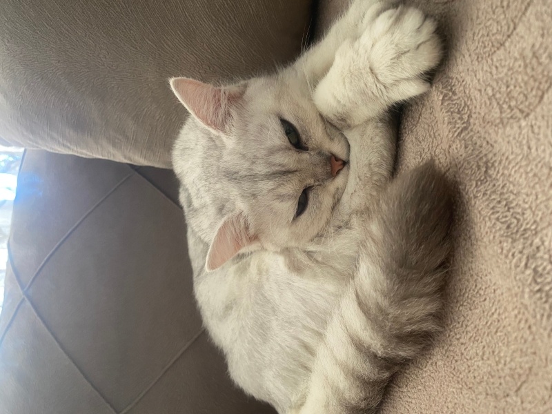 British Shorthair, Kedi  LUNA fotoğrafı