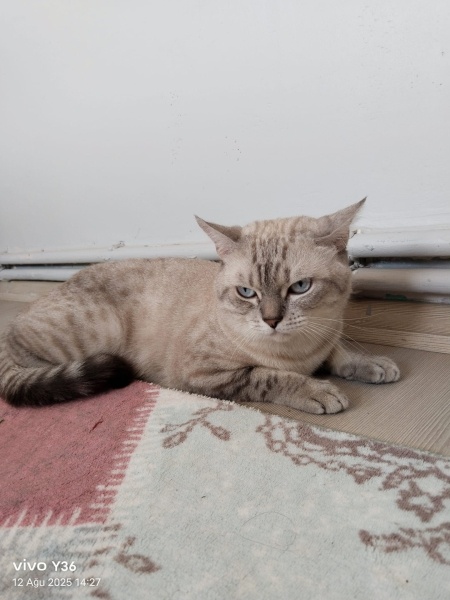 British Shorthair, Kedi  Paşa fotoğrafı