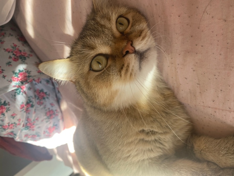 British Shorthair, Kedi Badem fotoğrafı