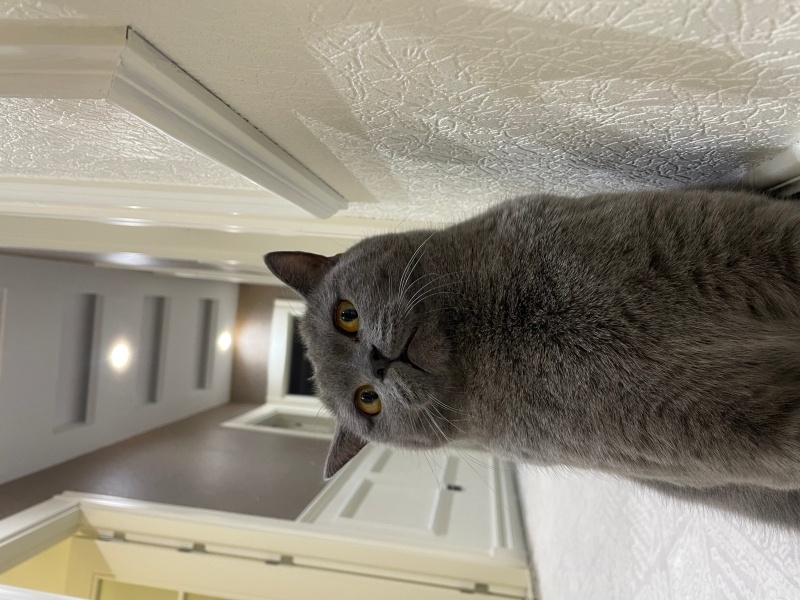 British Shorthair, Kedi Kimyon fotoğrafı