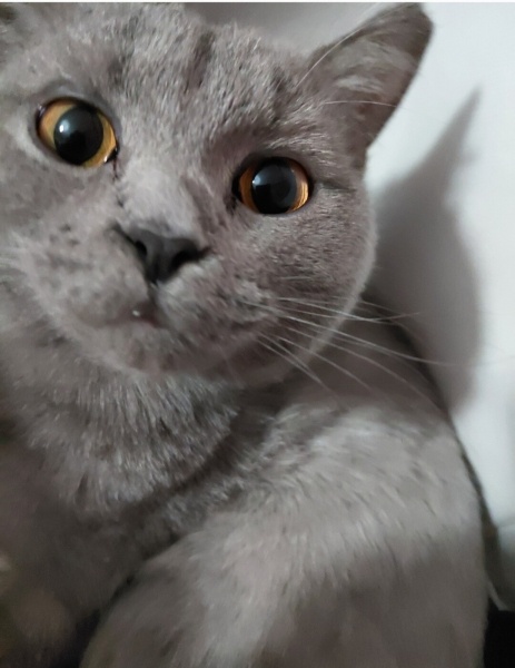 British Shorthair, Kedi  Hera fotoğrafı