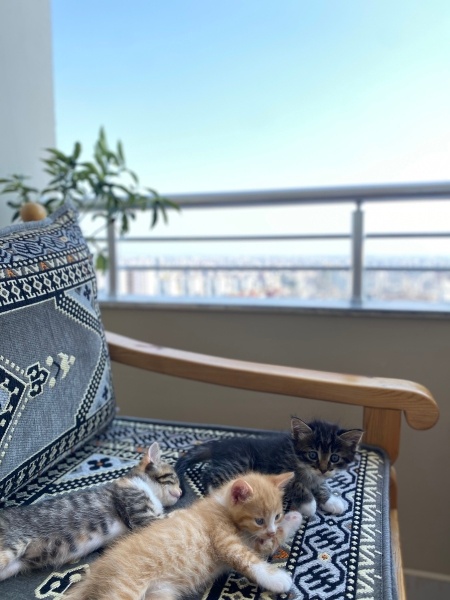 Tekir Kedi, Kedi  Tatlı sevecen yavrular yeni sahiplerini arıyor ☺️ fotoğrafı