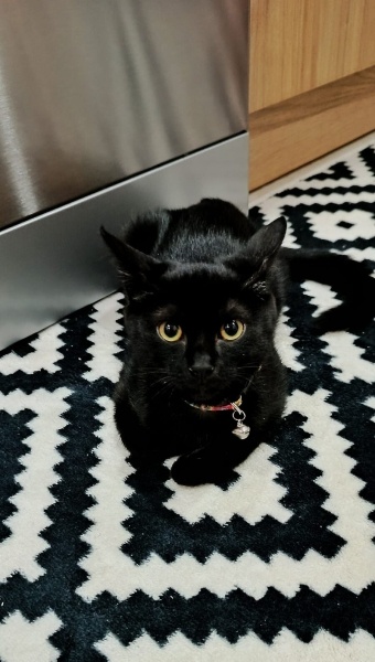 Bombay, Kedi Bambi fotoğrafı