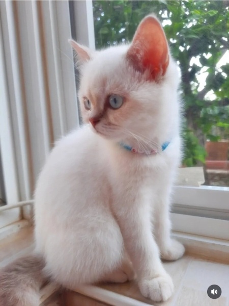 British Shorthair, Kedi Simba fotoğrafı