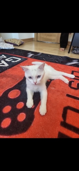 British Shorthair, Kedi British fotoğrafı