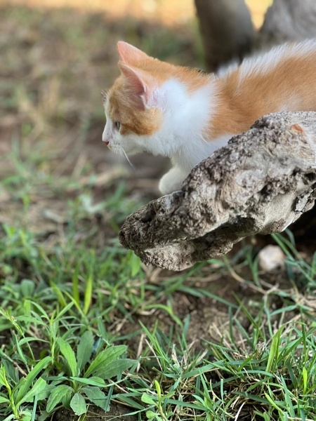 Sarman, Kedi LOKUM fotoğrafı