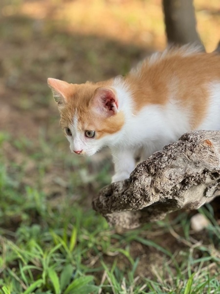 Sarman, Kedi LOKUM fotoğrafı