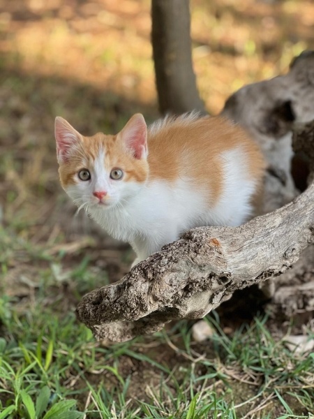 Sarman, Kedi LOKUM fotoğrafı