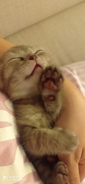 Scottish Fold, Kedi Kaplan fotoğrafı