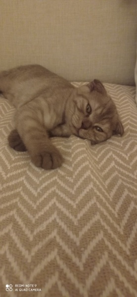 Scottish Fold, Kedi Kaplan fotoğrafı