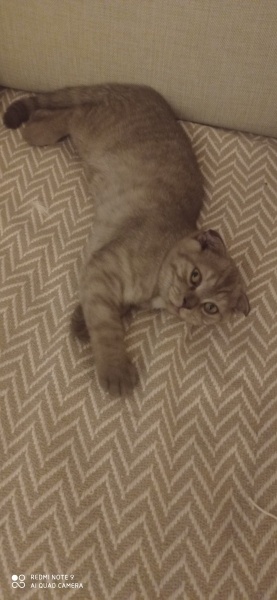 Scottish Fold, Kedi Kaplan fotoğrafı