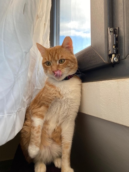 Sarman, Kedi Robin fotoğrafı