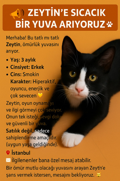 Tekir Kedi, Kedi  Zeytin fotoğrafı