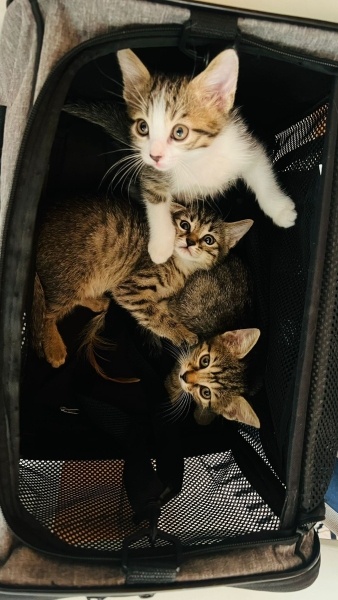 Tekir Kedi, Kedi <3 fotoğrafı