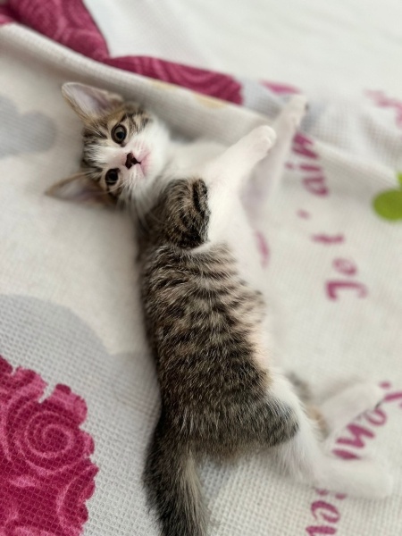 Tekir Kedi, Kedi <3 fotoğrafı