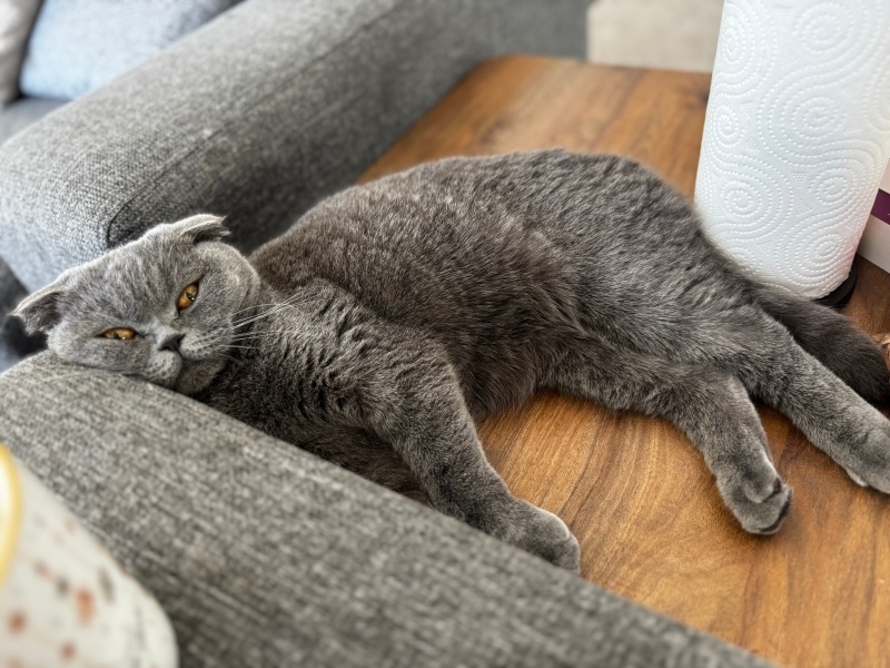 Scottish Fold, Kedi Paris fotoğrafı