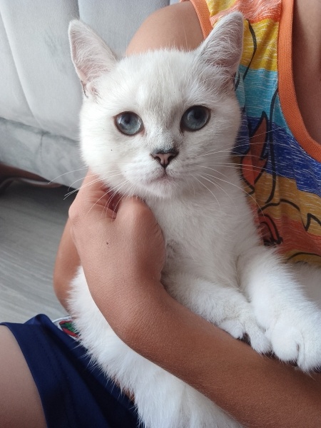 British Shorthair, Kedi Cimcime fotoğrafı