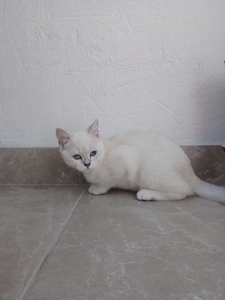 British Shorthair, Kedi Cimcime fotoğrafı