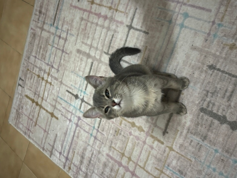 Sarman, Kedi Ahu fotoğrafı