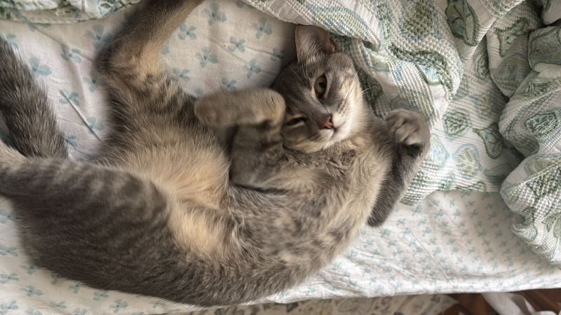 Sarman, Kedi Ahu fotoğrafı