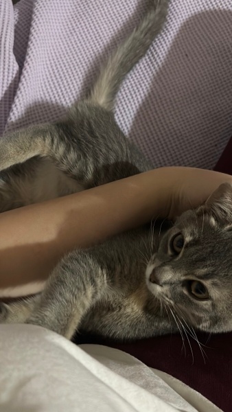 Sarman, Kedi Ahu fotoğrafı