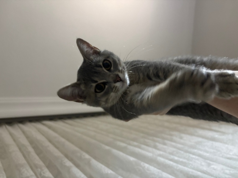 Sarman, Kedi Ahu fotoğrafı