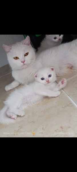 British Shorthair, Kedi  Miya fotoğrafı