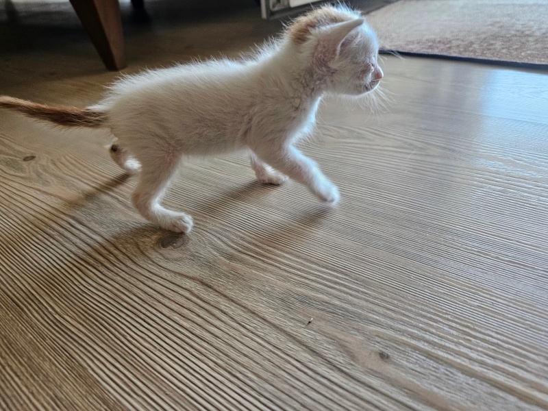 European Shorthair, Kedi Simba fotoğrafı