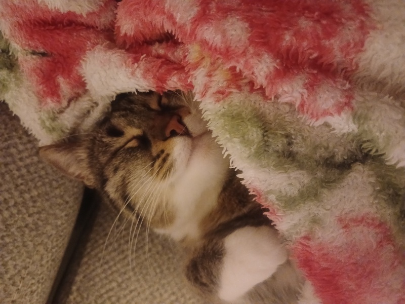 Tekir Kedi, Kedi  ÇİKO fotoğrafı