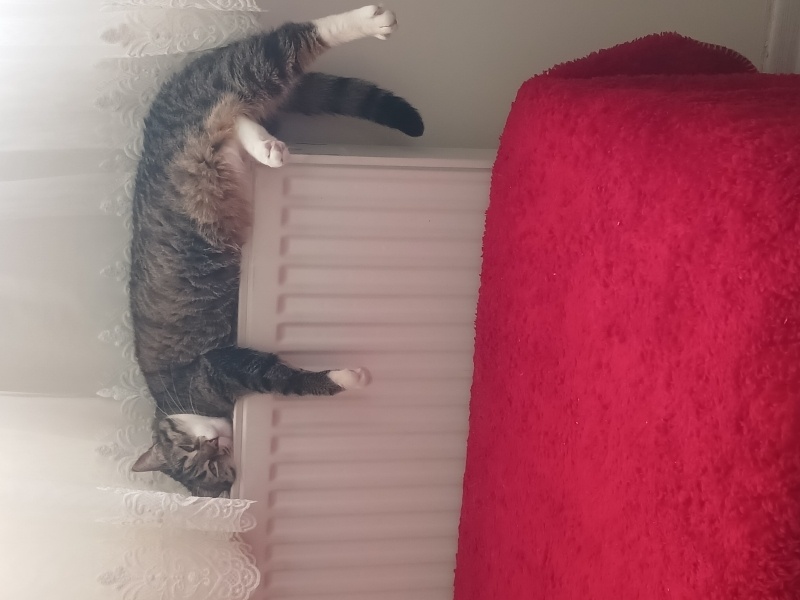 Tekir Kedi, Kedi  ÇİKO fotoğrafı