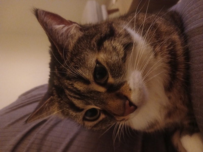 Tekir Kedi, Kedi  ÇİKO fotoğrafı