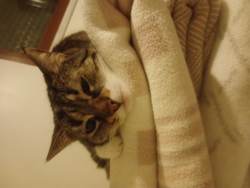 Tekir Kedi, Kedi  ÇİKO fotoğrafı