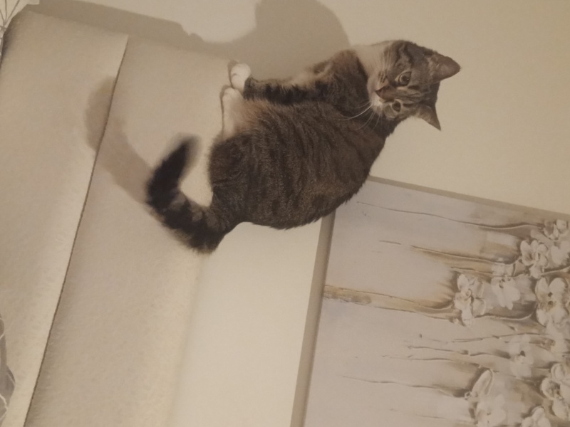 Tekir Kedi, Kedi  ÇİKO fotoğrafı