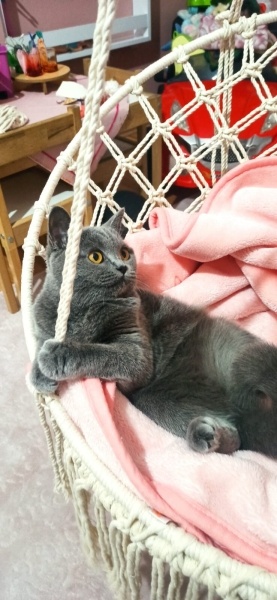 British Shorthair, Kedi PUFİ fotoğrafı