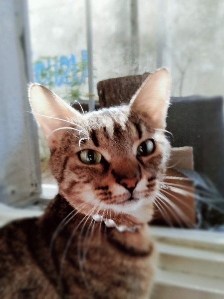 Tekir Kedi, Kedi Barney fotoğrafı