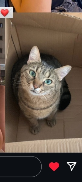 Tekir Kedi, Kedi Barney fotoğrafı