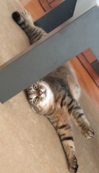 Tekir Kedi, Kedi Barney fotoğrafı