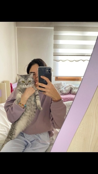 British Shorthair, Kedi Maria fotoğrafı