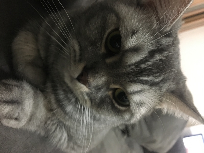 British Shorthair, Kedi Maria fotoğrafı