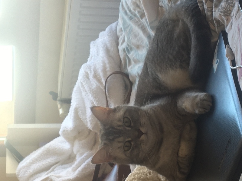 British Shorthair, Kedi Maria fotoğrafı