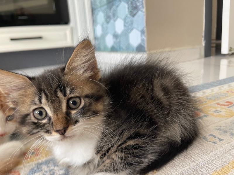 Maine Coon, Kedi  MİNİK YAVRU ZEYTİN fotoğrafı
