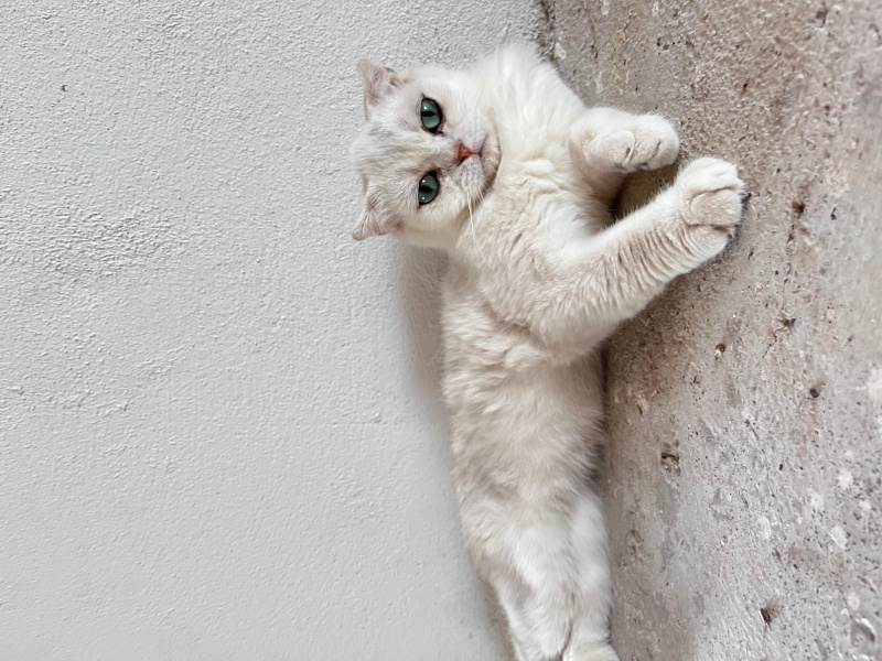 Scottish Fold, Kedi  Pamuk fotoğrafı