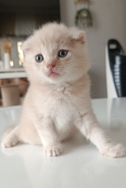British Shorthair, Kedi Puding fotoğrafı