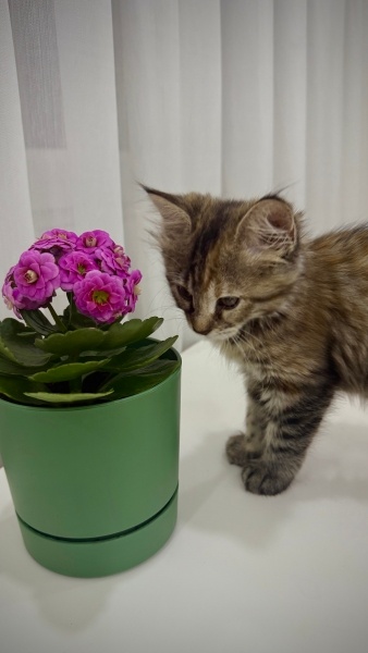 Tekir Kedi, Kedi mila fotoğrafı